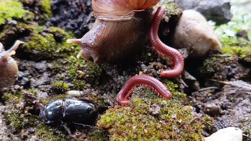 Rare Forest Encounter: Millipede, Snail, Beetle