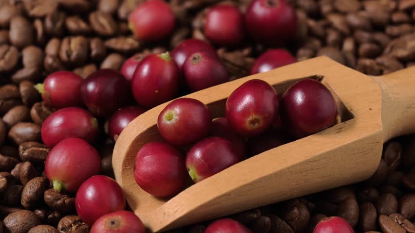 Ripe red coffee beans in a wooden scoop.