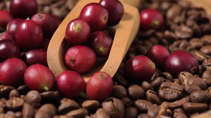 Ripe red coffee beans in a wooden scoop.