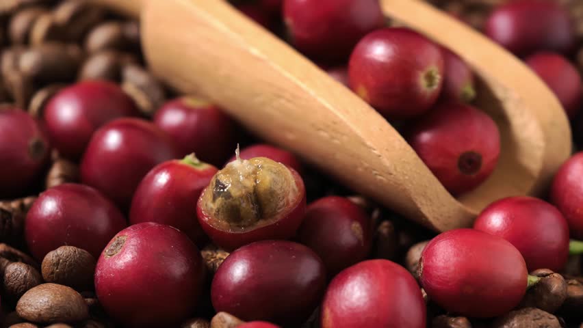 Ripe red coffee beans in a wooden scoop.