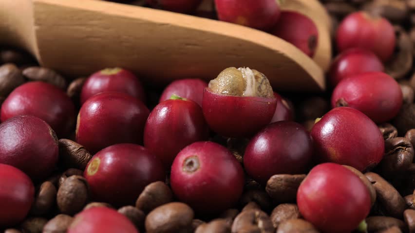 Ripe red coffee beans in a wooden scoop.