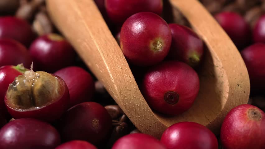 Ripe red coffee beans in a wooden scoop.