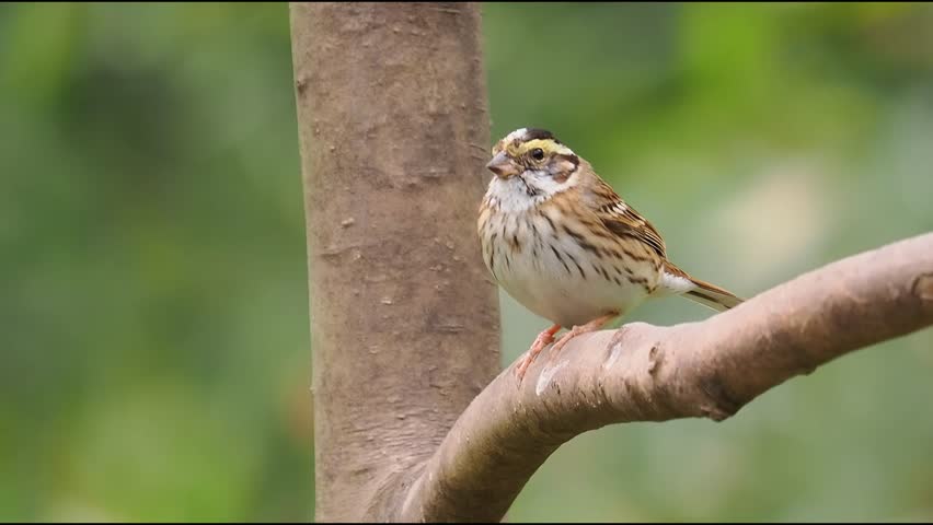 Yellow-browed Bunting Bird Perched on a Tree Branch in Natural Habitat