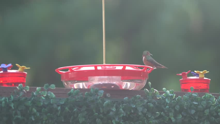 Ruby Throated Hummingbird showing off its bright iridescent colors while flying from one feeder to the next.