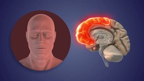 Higher Mental Processing in Frontal Brain Region - Powered by Shutterstock - Get 15% off with code: PIKWIZARD15