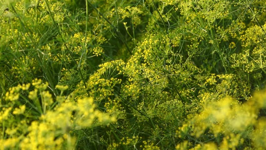 A beautiful shot of yellow dill flowers (Anethum graveolens) blooming in an organic garden. The delicate flower clusters are seen swaying gently in the breeze, creating a peaceful and vibrant atmosphere of a summer herb farm.