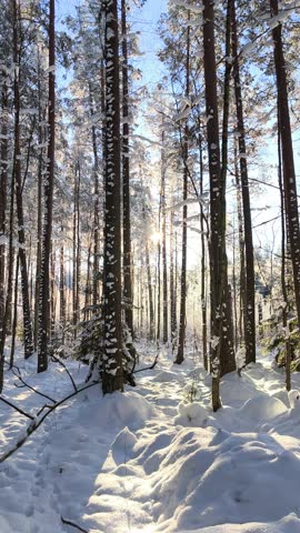 Winter pine forest bathed in golden sunlight and fresh snow. Golden rays of sunlight shine through a snow-covered coniferous forest on a clear, frosty morning.