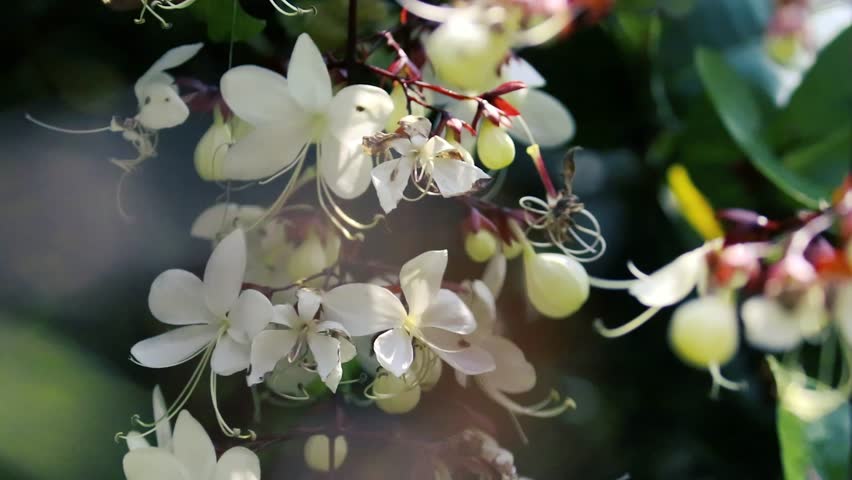 White Clerodendrum smithianum Chains of Glory flowers blooming in a sunny tropical garden