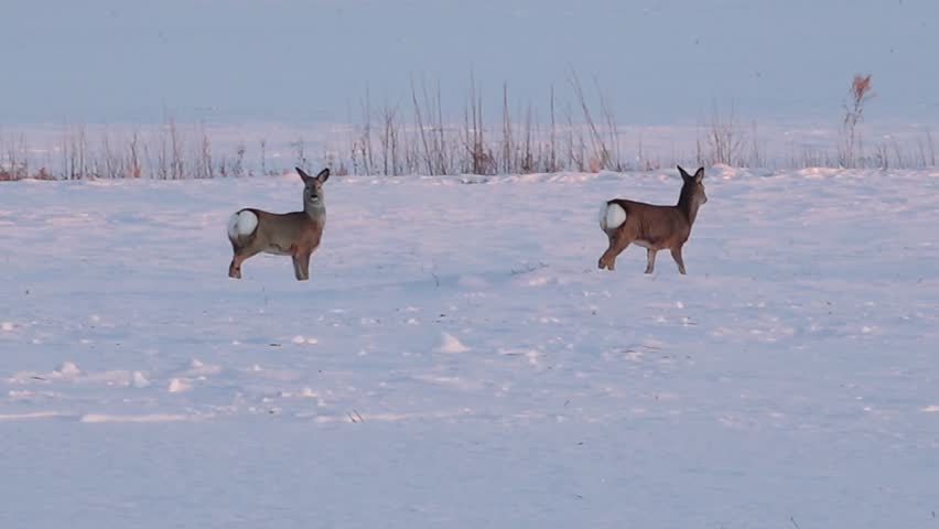 Wide shot of two deer standing apart in a snow-covered field, softly lit by low winter sunlight, with distant hay bales in the background and ample copy space.