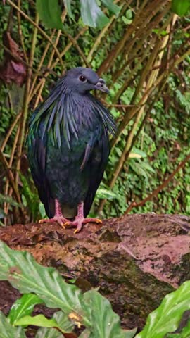 Vertical close-up of a Nicobar pigeon standing still in a lush tropical greenhouse.