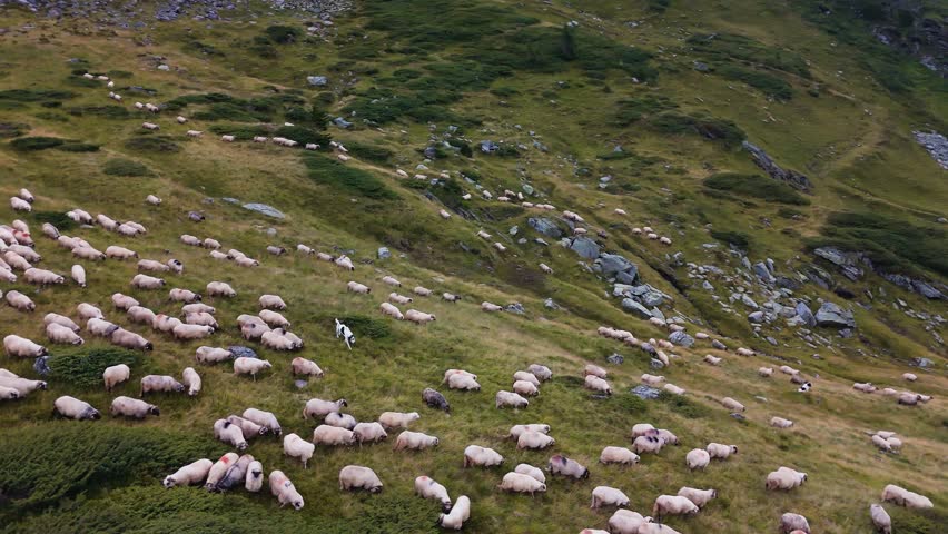 Drone arcs downward over sheep herd and shepherd dog on mountain slope