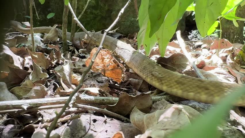 Bothrops insularis snake, known as the Golden lancehead. Endemic to Ilha da Queimada Grande, off the coast of Brazil