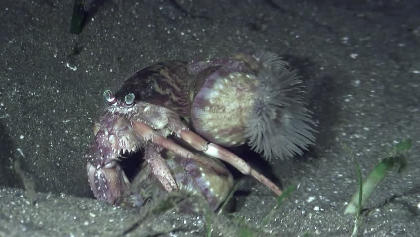 Two decorator crabs are seen foraging for sustenance on the sandy seabed of the Lembeh Strait. This marine activity happens during the night, showcasing their nocturnal habits.