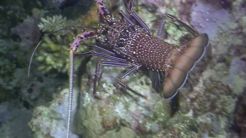 A Caribbean spiny lobster seeks shelter between colorful coral formations. This nocturnal crustacean is filmed at night while diving.