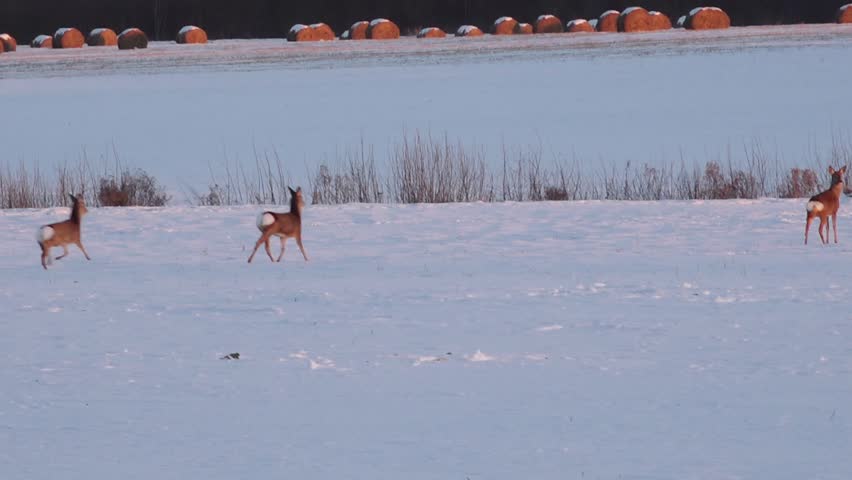 Three roe deer stand alert in a snow-covered field at dusk, framed by winter shrubs and distant hay bales, creating a peaceful rural wildlife scene.
