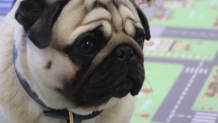 Adorable pug sitting indoors, looking calmly at the camera, with children in the background, creating a warm, cozy, and family-friendly atmosphere.