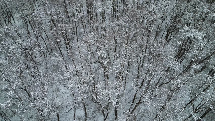 Dense forest with snow-covered, sparse trees moving in the wind under a grey sky, a winter landscape in February in the municipality of Hude, district of Oldenburg, Germany.