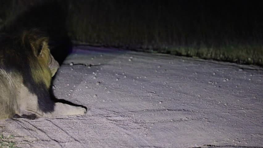A big male lion roaring at night