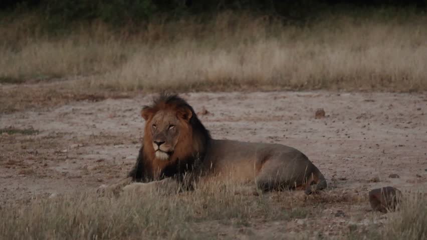  a big male lion early morning