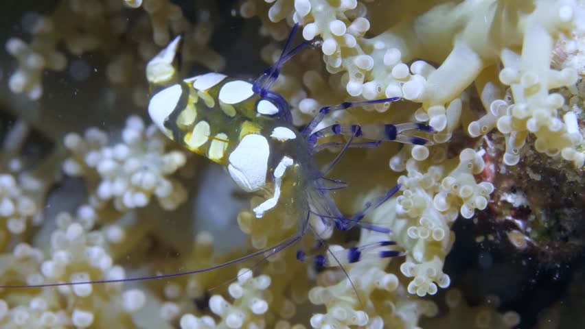A delicate Harlequin Shrimp, distinct with white spots and blue legs, seeks refuge within a bubble tip anemone. Filmed at Lembeh Strait, Indonesia, this underwater marvel captivates.