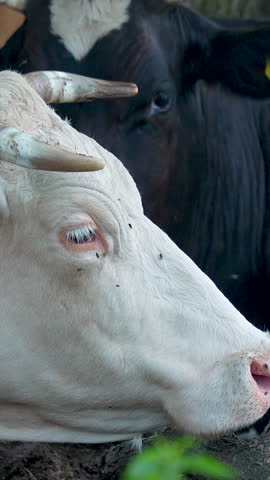 A vertical extreme closeup of a white cows face and horns with flies, featuring a blurred black bull in the background. Ideal for agricultural and livestock documentaries.
