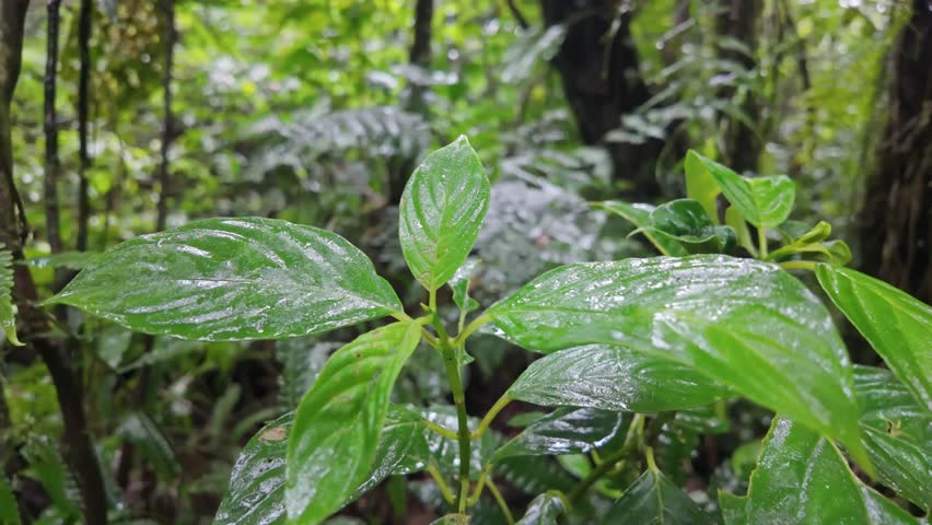 Close-up of wet green leaves in the Monteverde Cloud Forest, Costa Rica, highlighting lush vegetation, misty air, and the vibrant biodiversity of this subtropical rainforest.