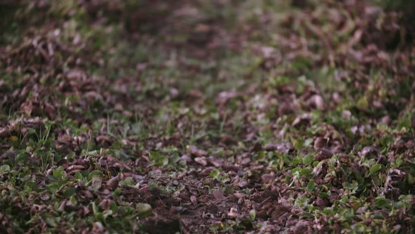 Wander visually along a serene path amidst dried leaves and emerging green shoots on the rich earth of Lake Nakuru National Park in Kenya, Africa. A peaceful daytime glimpse into wild nature.
