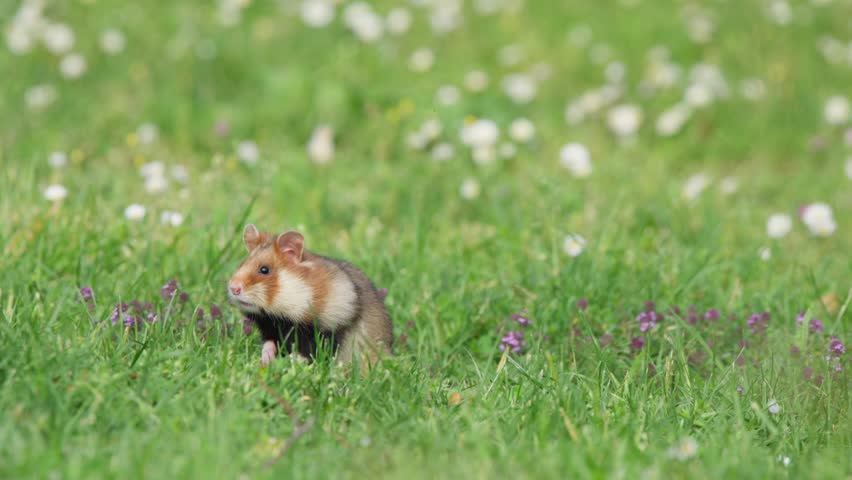 Hamster in grassy meadow sits upright, staring left of camera, then drops to all fours and forages among white wildflowers. Calm, natural wildlife behavior, close-up.