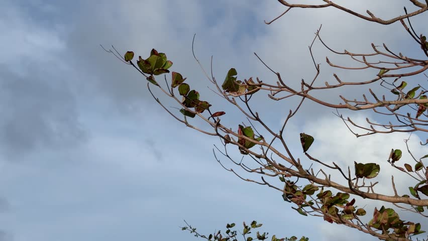 A tree branch with sparse leaves against a cloudy sky.