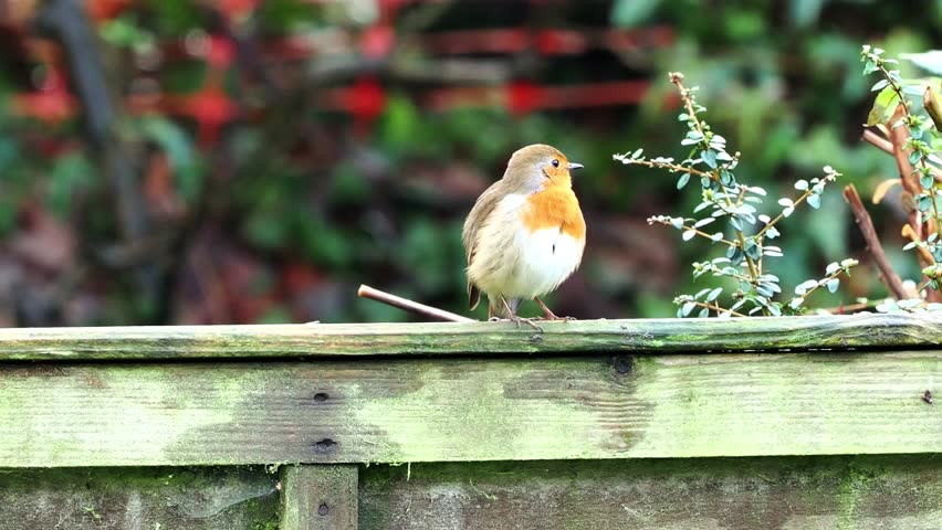 Robin (Erithacus rubecula) preening itself while it waits for spring
