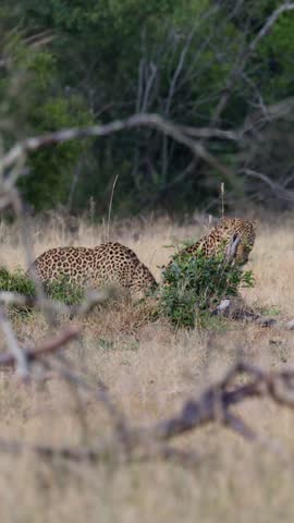 Vertical video, a leopardess with her big cub