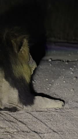  Vertical video, a male lion roaring at night