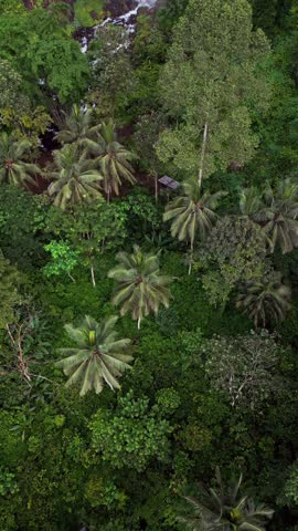 Drone footage in vertical format showing clear waterfall cascading down a steep rainforest canyon wall with lush plants and dense tropical forest creating a dramatic natural scenery