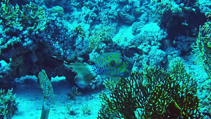 Underwater view of Scrawled filefish on coral reef bottom. Aluterus scriptus