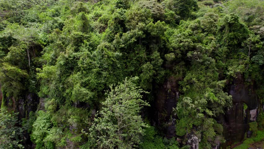 Green hiking path curves past dense forest hills under misty weather in Nuwara Eliya Sri Lanka, lush vegetation aerial backdrop