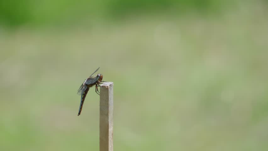 Close-up of a dragonfly perched on a stick with blurred green meadow background.