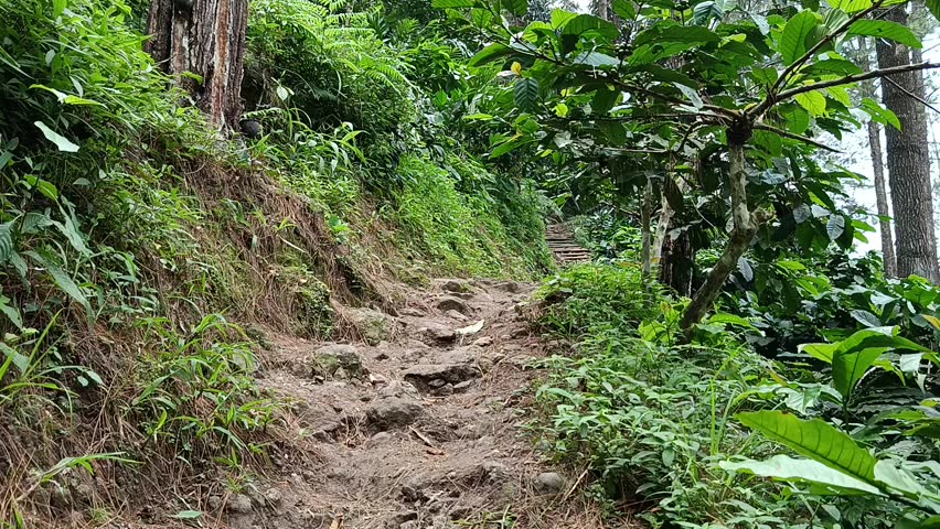 Forest Trail Pathway Through Lush Green Trees in Natural Woodland Landscape