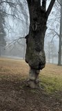 A vertical shot focusing on the lower section of an ancient, gnarled tree trunk with deeply textured bark and bulbous growths, standing in a foggy park in Auerbach, Saxony, during a damp February - Powered by Shutterstock - Get 15% off with code: PIKWIZARD15