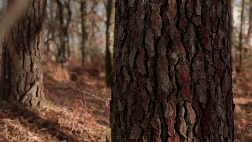 Pine tree bark texture forest lateral tracking shot. Close up detail of rough natural wood surface on a trunk in the woods moving sideways in slow motion.