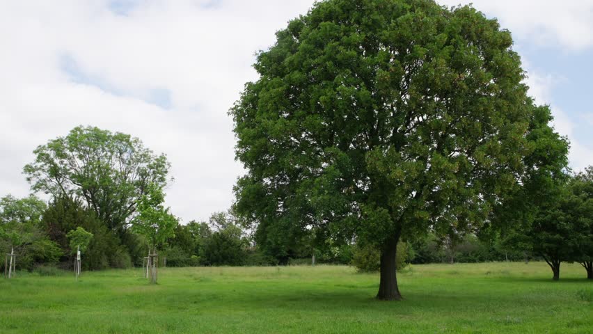 Oak tree in open meadow as camera makes a partial orbit around a mature broadleaf with dense canopy, surrounded by distant trees on an overcast day.