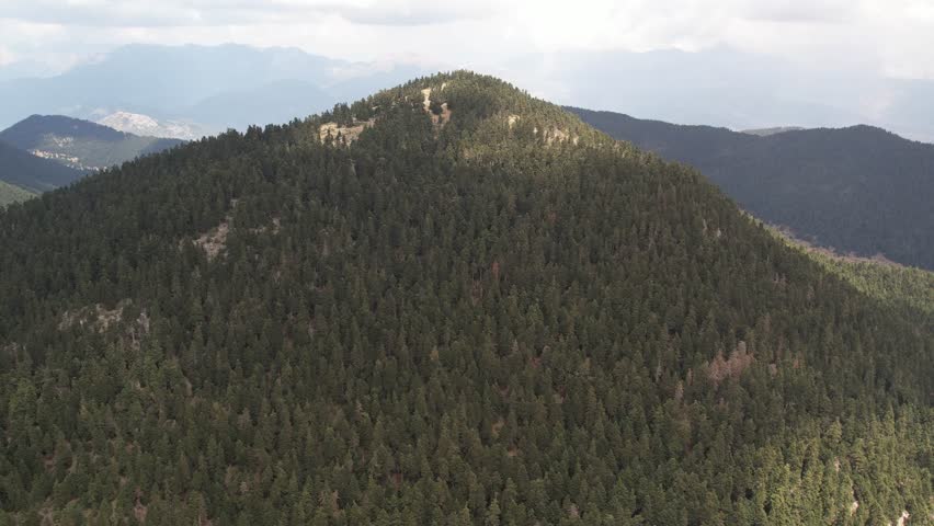 Forested mountain summit with dense fir trees above wide valley panorama
