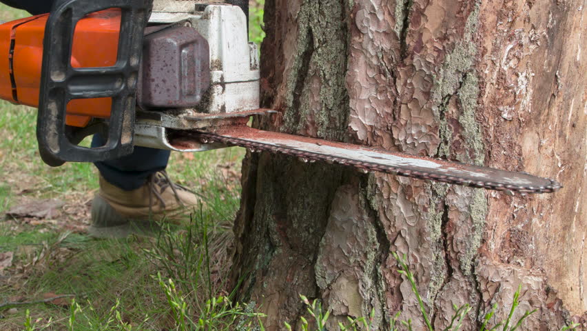 Chainsaw Cutting Tree. A chainsaw