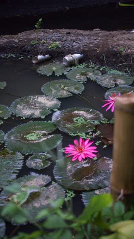 Red Lotos in a pond with water lilies, a tropical lake with a blooming lotus. 