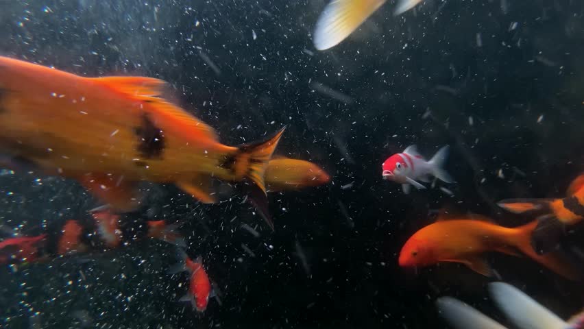 Orange and white fish swimming in dark aquarium. 