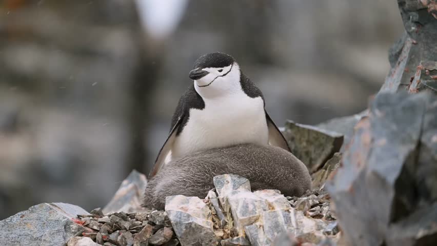 Medium Shot of Chinstrap Penguins in Polar Landscape