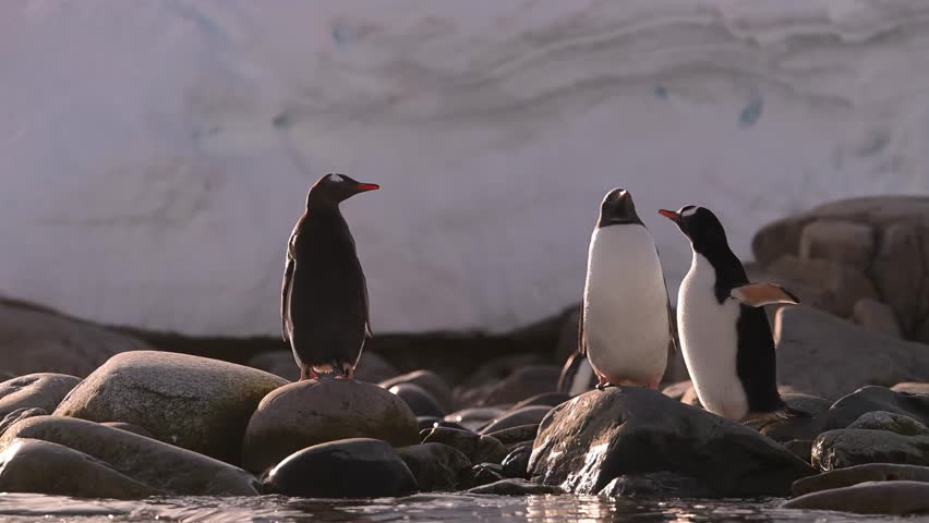 Gentoo Penguins Standing on Rocky Beach in Antarctica