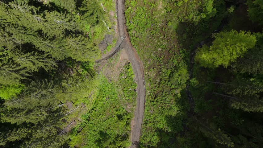 Top down aerial view of timber logging road through dense forest