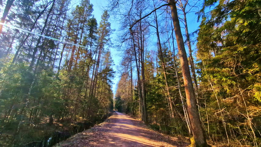 Path through a peaceful forest with tall trees and sunlight filtering through the canopy