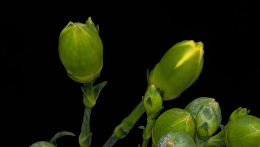 Time lapse blooming and wilting yellow Carnation (Clove pink or Dianthus caryophyllus) flower, isolated on pure black background.