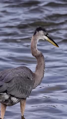 “Great blue heron hunting fish in a river, standing in shallow freshwater and striking prey with its sharp beak. This wading bird displays natural wildlife behavior in its river habitat, showcasing bird fishing, foraging, and predator action in a North American wetland ecosystem.”